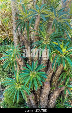 Pachypodium lamerei est une espèce de plante à fleurs de la famille des Apocynaceae, originaire de l'île de Madagascar Banque D'Images