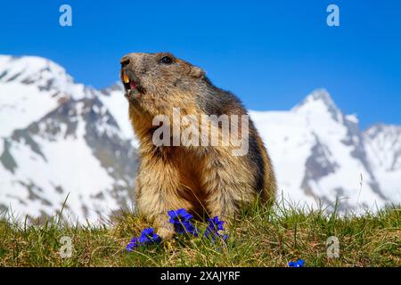 Marmotte alpine (Marmota marmota) Marmotte assise sur la prairie de montagne avec gentiane devant Grossglockner, ciel bleu Banque D'Images