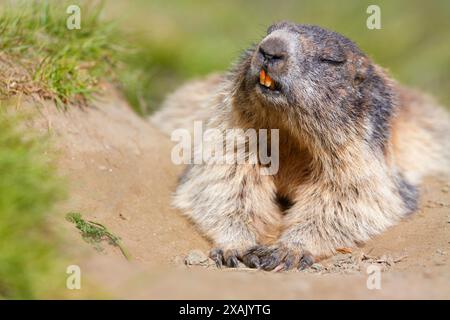 Marmotte alpine (Marmota marmota) marmotte marbrée couchée désinvolte sur le terrier Banque D'Images