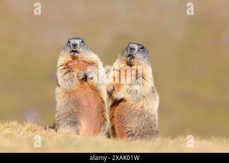 Marmotte alpine (Marmota marmota) deux marmottes debout l'une à côté de l'autre sur l'herbe d'automne Banque D'Images