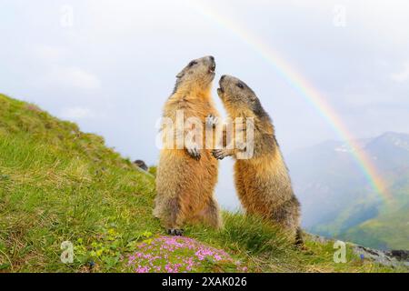 Marmotte alpine (Marmota marmota) deux marmottes debout sur un coussin de mousse rose sous un arc-en-ciel et regardant vers le haut Banque D'Images