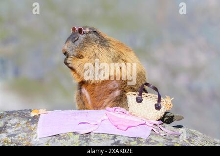 Marmotte alpine (Marmota marmota), marmotte avec lunettes de soleil et sac de bain assis sur le rocher Banque D'Images