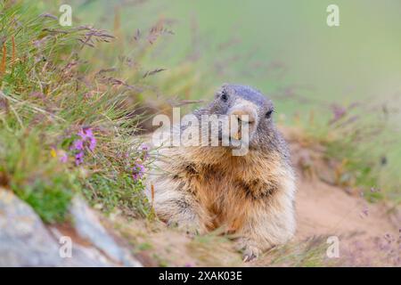 Marmotte alpine (Marmota marmota) Marmotte se reposant au terrier, regardant dans la caméra Banque D'Images