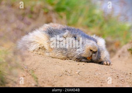 Marmotte des Alpes (Marmota marmota) marmotte adulte couchée à plat sur le terrier Banque D'Images