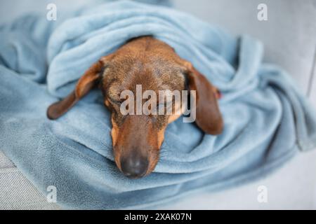 Teckel blotti et endormi dans un lit humain. Banque D'Images