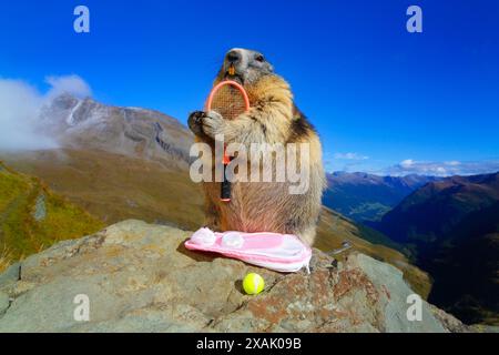 Marmotte alpine (Marmota marmota) Marmotte debout sur le rocher avec raquette de tennis et sac devant le paysage alpin sous le ciel bleu Banque D'Images