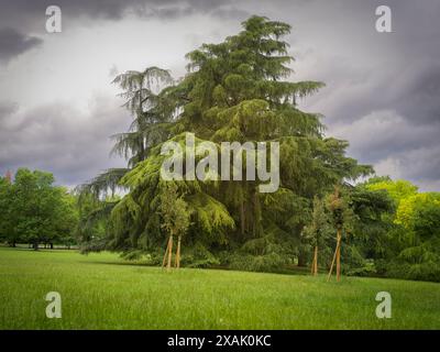 Italie, Bologne, Giardini Margherita, Groupe d'arbres Banque D'Images