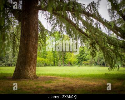 Italie, Bologne, Giardini Margherita, clairière Banque D'Images