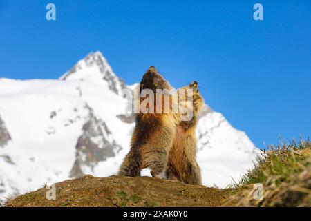 Marmotte alpine (Marmota marmota), deux marmottes combattant sur une colline avec le Großglockner en arrière-plan sous un ciel bleu Banque D'Images