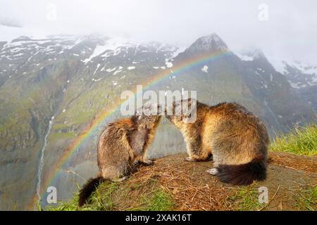 Marmotte alpine (Marmota marmota), deux marmottes se trouvent en face l'une de l'autre au terrier sur lequel s'étend un arc-en-ciel Banque D'Images