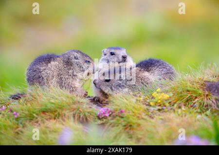 Marmotte alpine (Marmota marmota), trois jeunes animaux au terrier sur une prairie de montagne colorée Banque D'Images