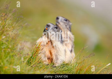 Marmotte alpine (Marmota marmota), deux marmottes dans le pré regardant vers le haut de manière synchrone Banque D'Images