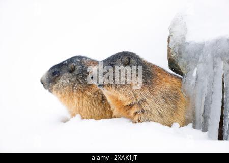 Marmotte alpine (Marmota marmota), deux marmottes regardant hors de l'entrée du terrier couvertes de glaçons et de neige Banque D'Images