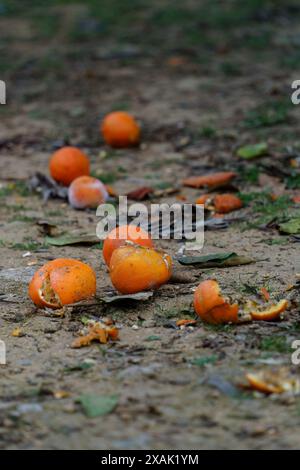 Oranges partiellement pourries et écrasées dispersées sur le sol. Banque D'Images