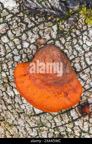 Éponge de cinabre nordique (Pycnoporus cinnabarinus) ou tramete rouge de cinabre Banque D'Images