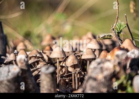 Champignons de bois dans les montagnes au lac de Côme, Italie Banque D'Images