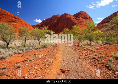 Arbres d'eucalyptus dans la piste de la Vallée des vents à Kata Tjuta aka les Olgas, grandes formations rocheuses en dôme dans le territoire du Nord, Australie centrale Banque D'Images