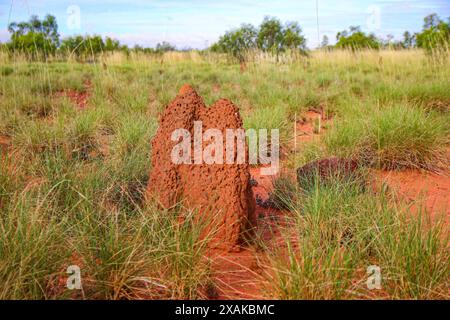 Termites termitières faites de terre, de salive et de fumier dans le Bush du Red Center of Australia dans le territoire du Nord - nids de termit de construction de monticule Banque D'Images