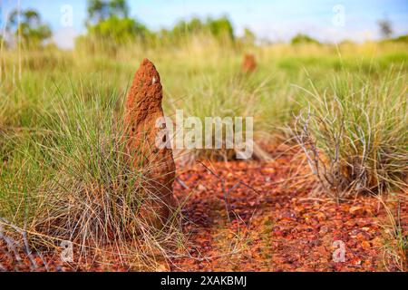 Termites termitières faites de terre, de salive et de fumier dans le Bush du Red Center of Australia dans le territoire du Nord - nids de termit de construction de monticule Banque D'Images