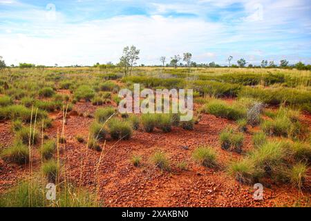 Termites termitières faites de terre, de salive et de fumier dans le Bush du Red Center of Australia dans le territoire du Nord - nids de termit de construction de monticule Banque D'Images