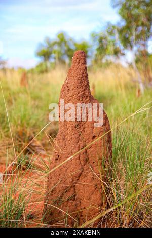 Termites termitières faites de terre, de salive et de fumier dans le Bush du Red Center of Australia dans le territoire du Nord - nids de termit de construction de monticule Banque D'Images