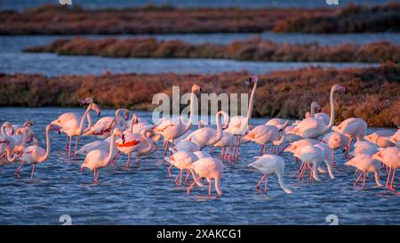 Un groupe de flamants roses dans les zones humides du delta de l'Èbre, dans la baie d'Alfacs, à l'aube de l'hiver (Montsià, Tarragone, Catalogne, Espagne) Banque D'Images