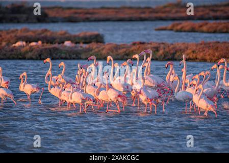 Un groupe de flamants roses dans les zones humides du delta de l'Èbre, dans la baie d'Alfacs, à l'aube de l'hiver (Montsià, Tarragone, Catalogne, Espagne) Banque D'Images