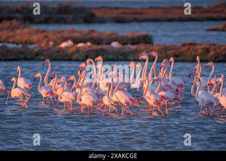 Un groupe de flamants roses dans les zones humides du delta de l'Èbre, dans la baie d'Alfacs, à l'aube de l'hiver (Montsià, Tarragone, Catalogne, Espagne) Banque D'Images