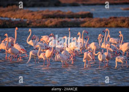 Un groupe de flamants roses dans les zones humides du delta de l'Èbre, dans la baie d'Alfacs, à l'aube de l'hiver (Montsià, Tarragone, Catalogne, Espagne) Banque D'Images