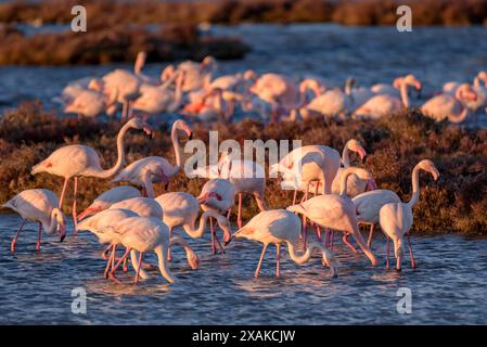 Un groupe de flamants roses dans les zones humides du delta de l'Èbre, dans la baie d'Alfacs, à l'aube de l'hiver (Montsià, Tarragone, Catalogne, Espagne) Banque D'Images