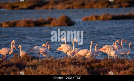 Un groupe de flamants roses dans les zones humides du delta de l'Èbre, dans la baie d'Alfacs, à l'aube de l'hiver (Montsià, Tarragone, Catalogne, Espagne) Banque D'Images