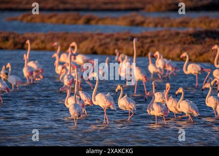 Un groupe de flamants roses dans les zones humides du delta de l'Èbre, dans la baie d'Alfacs, à l'aube de l'hiver (Montsià, Tarragone, Catalogne, Espagne) Banque D'Images