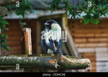 Un singe de Brazza assis sur une plate-forme en bois dans un enclos de zoo, avec un fond flou d'arbres et une structure en bois. Banque D'Images