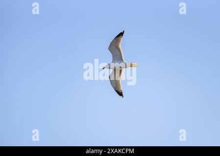 Un goéland à pattes jaunes (Larus michahellis) survolant le ciel du delta de l'Èbre (Tarragone, Catalogne, Espagne) ESP : una gaviota patiamarilla, Delta de l'Èbre Banque D'Images