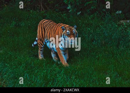 Un tigre du Bengale marchant sur l'herbe verte avec un fond de forêt. Banque D'Images