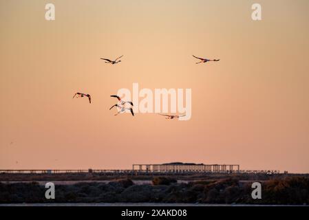 Un troupeau de flamants roses volant au-dessus de la baie d'Alfacs sur un lever de soleil d'hiver dans le delta de l'Èbre (Tarragone, Catalogne, Espagne) ESP : una bandada de flamencos Banque D'Images