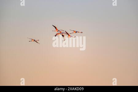 Un troupeau de flamants roses volant au-dessus de la baie d'Alfacs sur un lever de soleil d'hiver dans le delta de l'Èbre (Tarragone, Catalogne, Espagne) ESP : una bandada de flamencos Banque D'Images