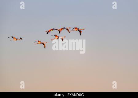 Un troupeau de flamants roses volant au-dessus de la baie d'Alfacs sur un lever de soleil d'hiver dans le delta de l'Èbre (Tarragone, Catalogne, Espagne) ESP : una bandada de flamencos Banque D'Images