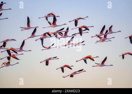 Un troupeau de flamants roses volant au-dessus de la baie d'Alfacs sur un lever de soleil d'hiver dans le delta de l'Èbre (Tarragone, Catalogne, Espagne) ESP : una bandada de flamencos Banque D'Images