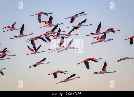 Un troupeau de flamants roses volant au-dessus de la baie d'Alfacs sur un lever de soleil d'hiver dans le delta de l'Èbre (Tarragone, Catalogne, Espagne) ESP : una bandada de flamencos Banque D'Images