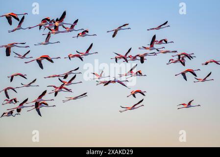 Un troupeau de flamants roses volant au-dessus de la baie d'Alfacs sur un lever de soleil d'hiver dans le delta de l'Èbre (Tarragone, Catalogne, Espagne) ESP : una bandada de flamencos Banque D'Images