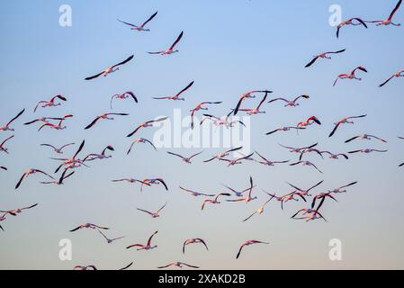 Un troupeau de flamants roses volant au-dessus de la baie d'Alfacs sur un lever de soleil d'hiver dans le delta de l'Èbre (Tarragone, Catalogne, Espagne) ESP : una bandada de flamencos Banque D'Images