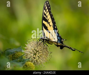 Un papillon tigre à queue d'aronde sur une fleur. Banque D'Images