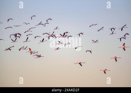 Un troupeau de flamants roses volant au-dessus de la baie d'Alfacs sur un lever de soleil d'hiver dans le delta de l'Èbre (Tarragone, Catalogne, Espagne) ESP : una bandada de flamencos Banque D'Images