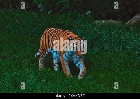 Un tigre marchant dans l'herbe verte luxuriante avec un fond de forêt sombre. Banque D'Images