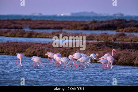 Un groupe de flamants roses dans les zones humides du delta de l'Èbre, dans la baie d'Alfacs, à l'aube de l'hiver (Montsià, Tarragone, Catalogne, Espagne) Banque D'Images