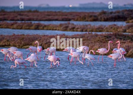 Un groupe de flamants roses dans les zones humides du delta de l'Èbre, dans la baie d'Alfacs, à l'aube de l'hiver (Montsià, Tarragone, Catalogne, Espagne) Banque D'Images