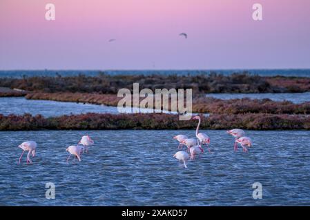 Un groupe de flamants roses dans les zones humides du delta de l'Èbre, dans la baie d'Alfacs, à l'aube de l'hiver (Montsià, Tarragone, Catalogne, Espagne) Banque D'Images