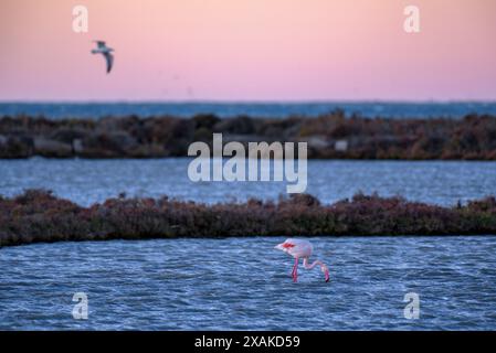 Un groupe de flamants roses dans les zones humides du delta de l'Èbre, dans la baie d'Alfacs, à l'aube de l'hiver (Montsià, Tarragone, Catalogne, Espagne) Banque D'Images