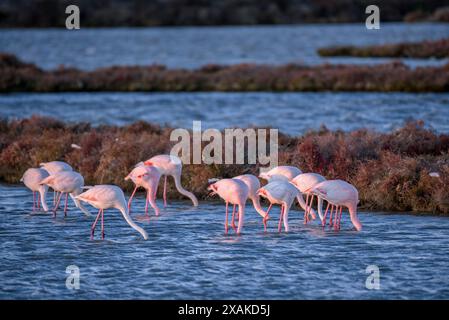 Un groupe de flamants roses dans les zones humides du delta de l'Èbre, dans la baie d'Alfacs, à l'aube de l'hiver (Montsià, Tarragone, Catalogne, Espagne) Banque D'Images